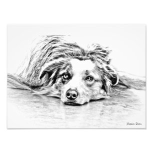 Australian Shepherd dog art Fotodruck