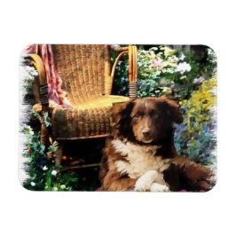 Australian Shepherd Dog Art Magnet