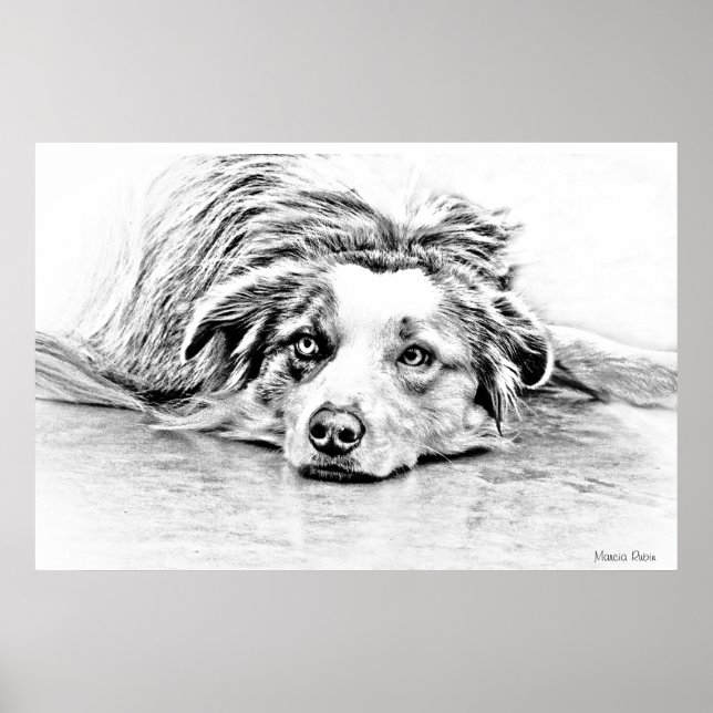 Australian Shepherd dog art Poster (Vorne)