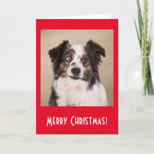 Australian Shepherd Dog Art Red Frohe Weihnachten