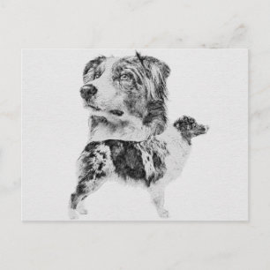 Australian Shepherd dog - Aussie pencil sketch Postkarte