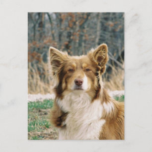 Australian Shepherd Dog Postcard Postkarte