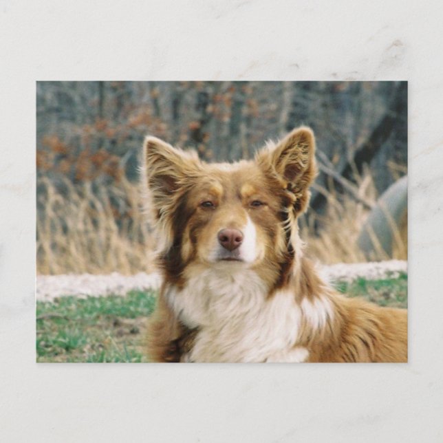 Australian Shepherd Dog Postcard Postkarte (Vorderseite)