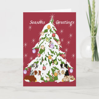 Australian Shepherd ~ Frohe Weihnachten