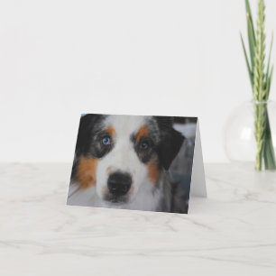 Australian Shepherd Happy Birthday Card Karte