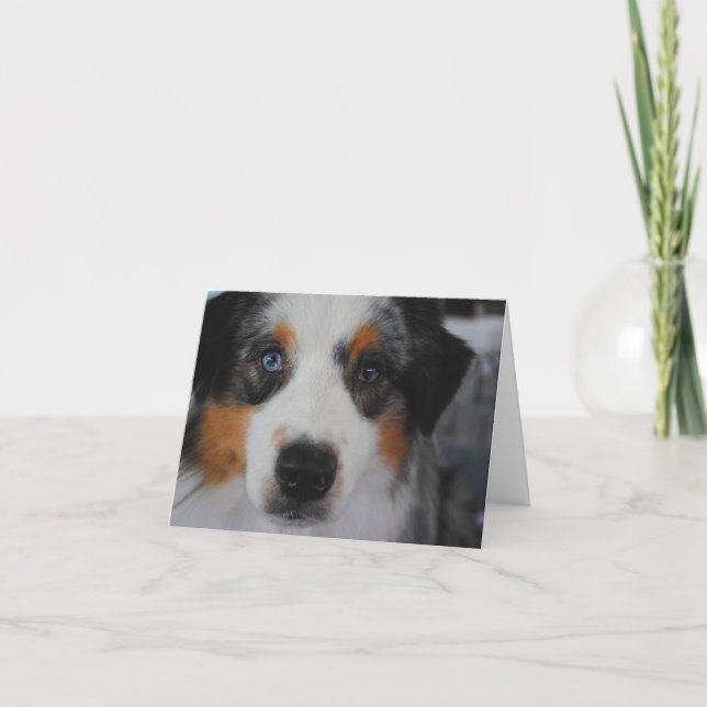 Australian Shepherd Happy Birthday Card Karte (Vorderseite)