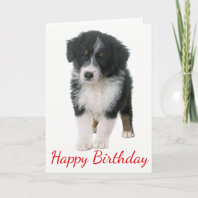 Australian Shepherd Happy Birthday Puppy Dog Karte (Vorderseite)