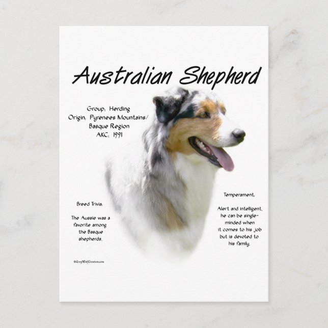 Australian Shepherd History, All about Aussies Postkarte (Vorderseite)