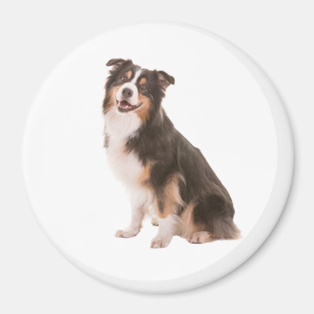 Australian Shepherd Magnet (Vorne)