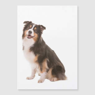 Australian Shepherd Magnetkarte