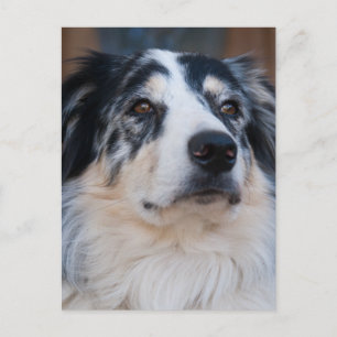 Australian Shepherd Mix Nah Up Fotograf Postkarte