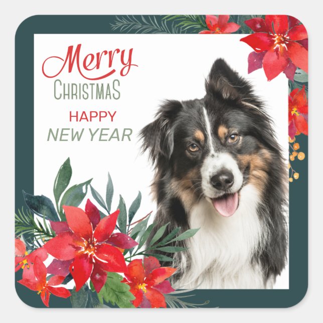 Australian Shepherd Poinsettia Bouquet Christmas Quadratischer Aufkleber (Vorderseite)