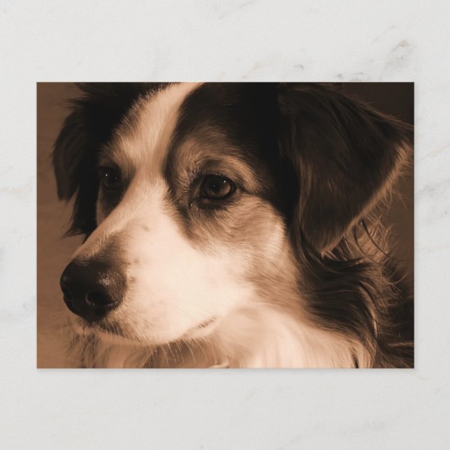 Australian Shepherd Portrait Postkarte (Vorderseite)