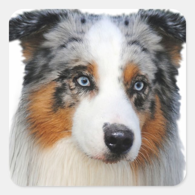 Australian Shepherd Portrait Quadratischer Aufkleber (Vorderseite)