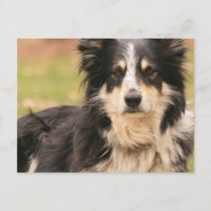 Australian Shepherd Postcard Postkarte