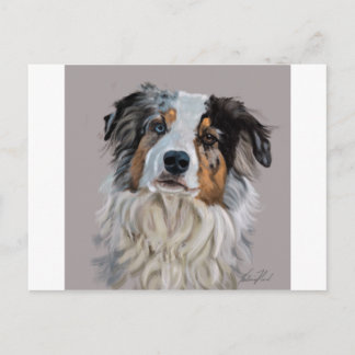 Australian Shepherd Postkarte