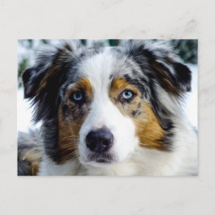 Australian Shepherd Postkarte