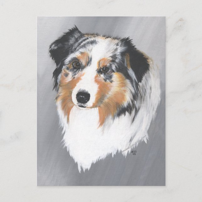 Australian Shepherd Postkarte (Vorderseite)