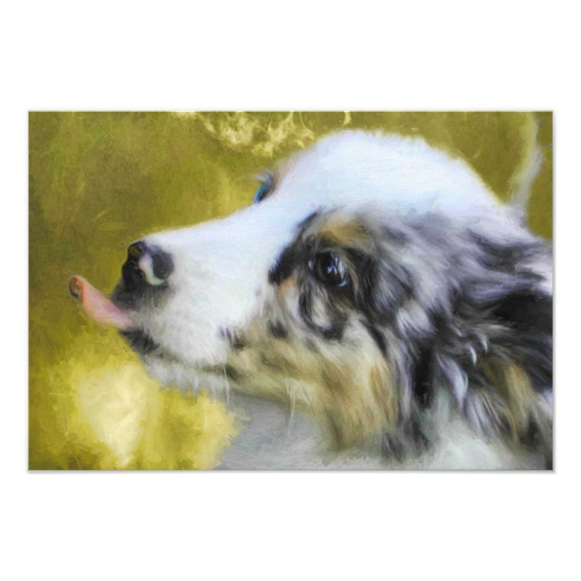 Australian Shepherd Puppy 1 Fotodruck (Vorne)