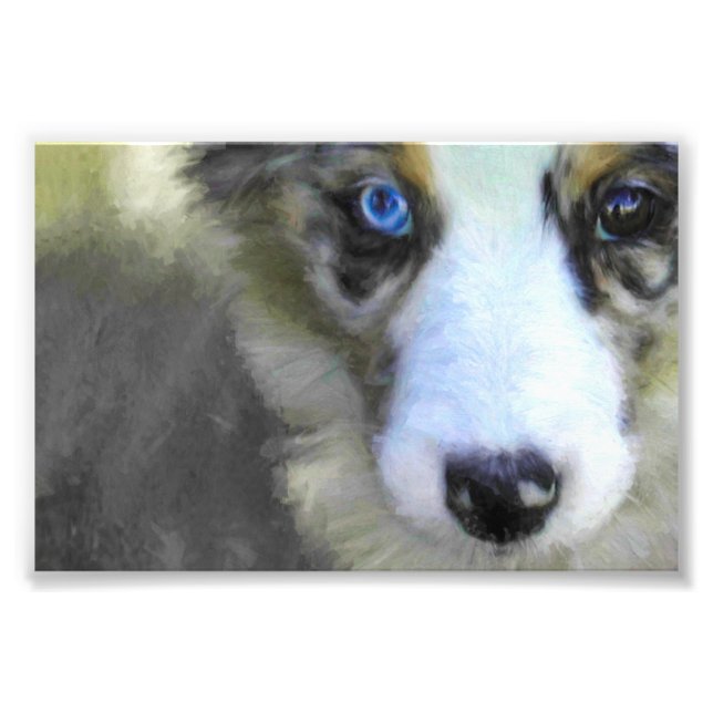 Australian Shepherd Puppy 1 Fotodruck (Vorne)