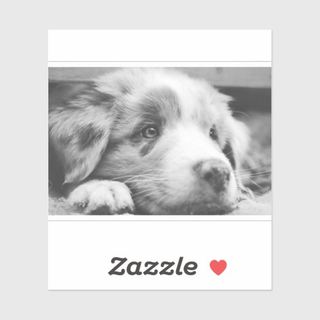 australian shepherd puppy bw aufkleber (Blatt)