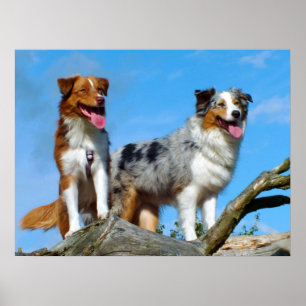 Australian Shepherd Puppy Hunde Poster