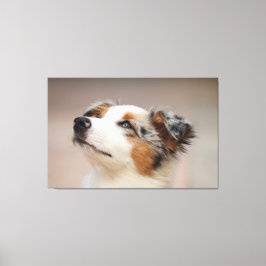 Australian Shepherd Puppy Leinwanddruck