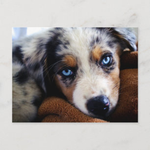 Australian Shepherd Puppy Postkarte