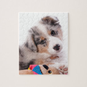 Australian shepherd Puppy Puzzle