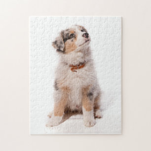 Australian shepherd Puppy Puzzle