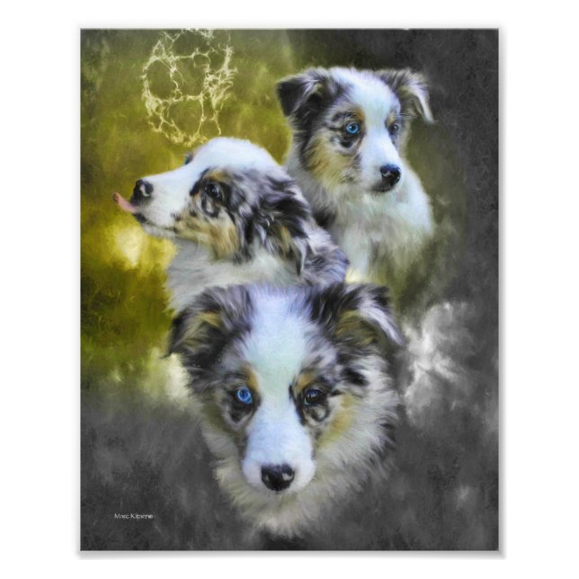 Australian Shepherd Puppy Triad Fotodruck (Vorne)