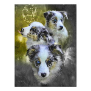 Australian Shepherd Puppy Triad Fotodruck