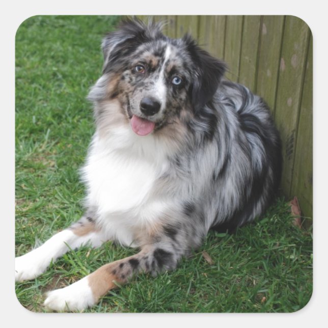 Australian Shepherd Quadratischer Aufkleber (Vorderseite)