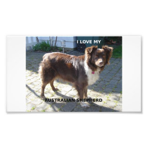 Australian Shepherd Red Tri Liebe mit Bild Fotodruck