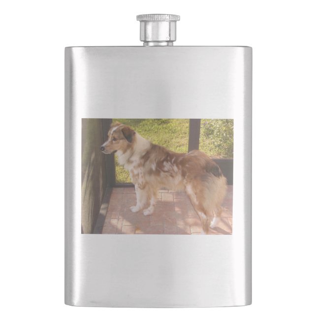 Australian_shepherd Rote Merle vollständig Flachmann (Vorderseite)