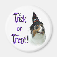 Australian Shepherd Trick