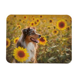 Australian Shepherd und Sonnenblumen  Magnet