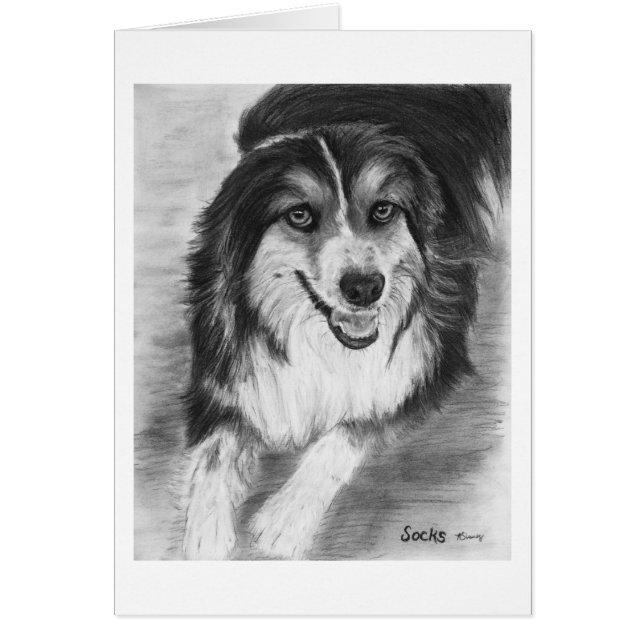 Australian Shepherd Zeichnend (Vorne)