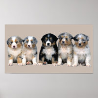 Australian Shepherds Welppies Print