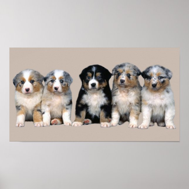 Australian Shepherds Welppies Print Poster (Vorne)