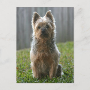 Australian Silky Terrier Postkarte