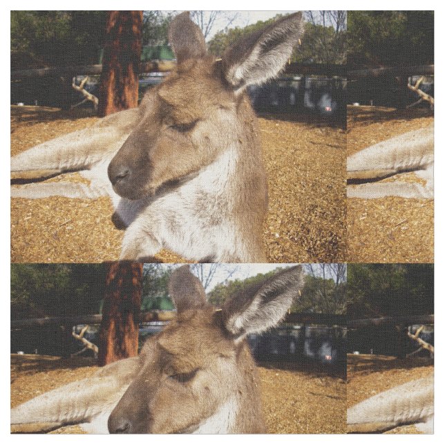 Australian Sleepy Kangaroo Closeup, Stoff (Nahaufnahme)