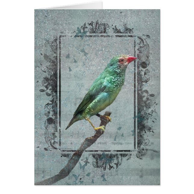 Australian Star Finch on Music (Vorne)