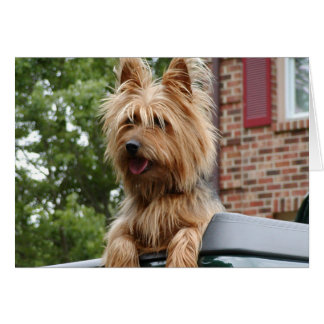 Australian Terrier
