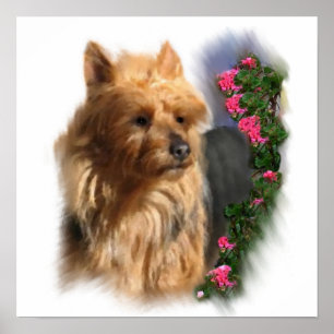 Australian Terrier Art Gifts Poster