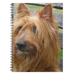 Australian Terrier auf Bank.png Notizblock