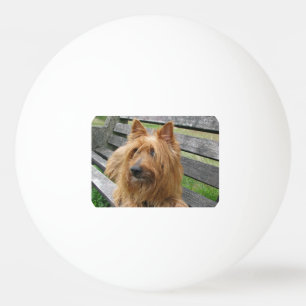 Australian Terrier auf Bank.png Tischtennisball
