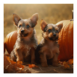 Australian Terrier Welpe Herbstfreude Kürbis Poster