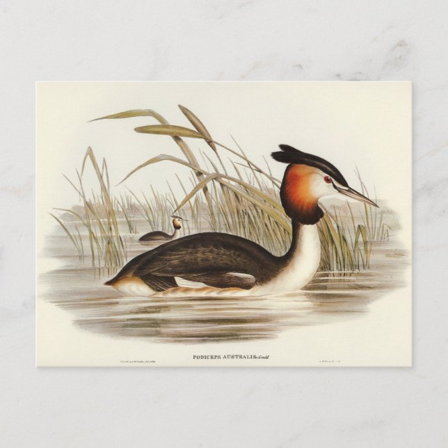 Australian Tippet Grabe von Elizabeth Gould Postkarte (Vorderseite)