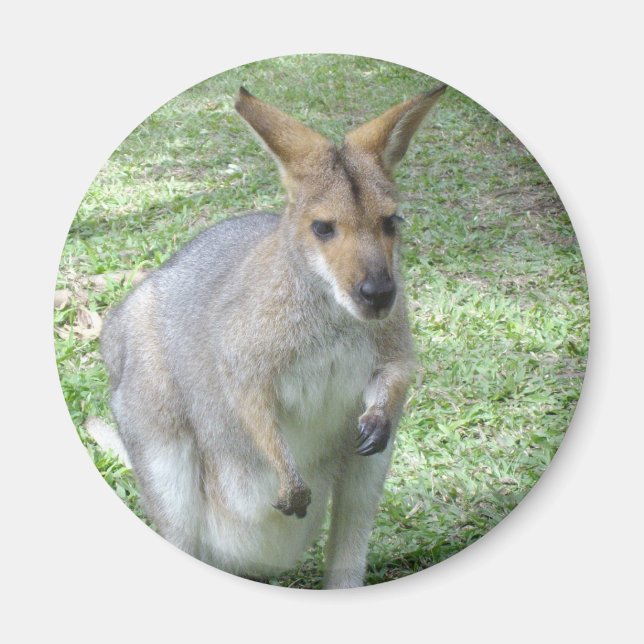Australian Wallaby Magnet (Vorne)